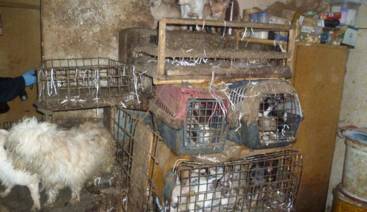 Policisté obvinili chovatelku psů z týrání zvířat. V jejím domě bylo čtyřicet zbídačených psů, obchodovala s nimi