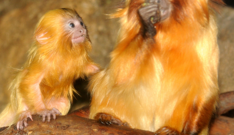 FOTO: V zoo Olomouc se narodila dvě mláďátka vzácných lvíčků