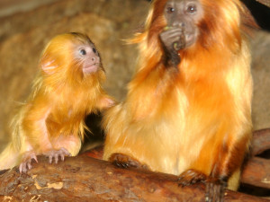 FOTO: V zoo Olomouc se narodila dvě mláďátka vzácných lvíčků