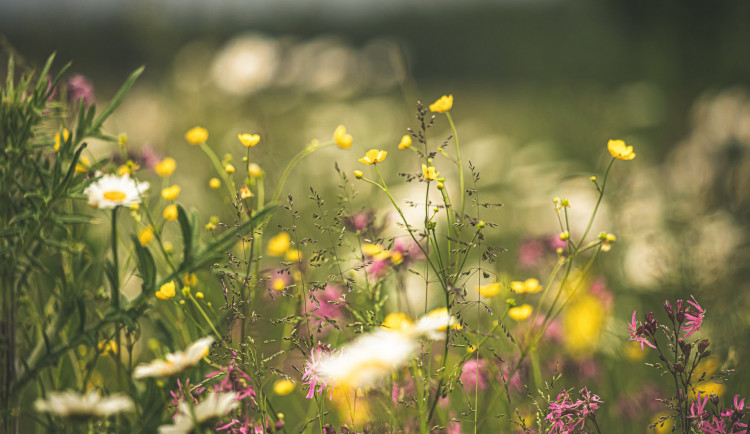 Součástí plánu boje proti suchu je zakládání květnatých luk. Ilustrační foto.