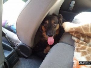 Žena nechala svého psa v rozpáleném autě, zatímco pobývala v klimatizované herně