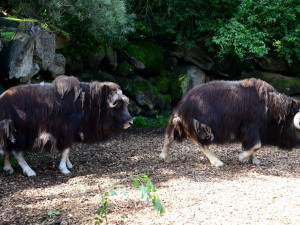 FOTO: Do olomoucké zoo se po dvou letech vrátili pižmoni. Návštěvníci už se na ně můžou podívat