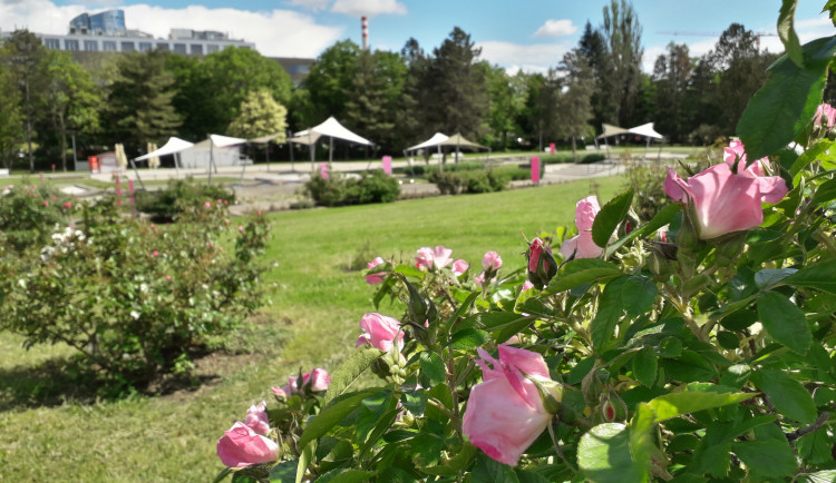 Příští víkend bude olomoucké Rozárium patřit oslavě růží