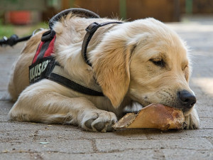 Veganská strava u zvířat? Dobrá tak pro křečka, nikoliv pro psa nebo kočku