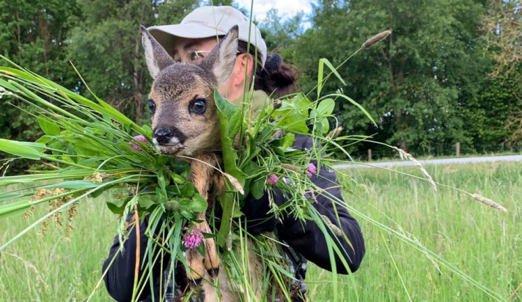Každoročně zemřou na loukách stovky tisíc mláďat. Jejich ochrana nemůže stát jen na dobrovolnících, říká Pavla Benettová