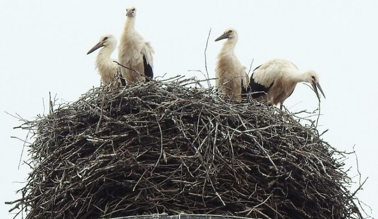 Pomozte ornitologům posčítat čápata na hnízdech. Cenný je jakýkoliv údaj