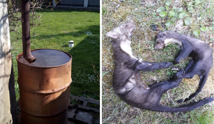 Sud na dešťovku jako past na zvířata. Velký problém, říkají ochranáři