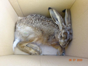 Policie pomáhá zachraňovat poraněnou a ohroženou zvěř. Během uplynulého týdne evidovala šest případů