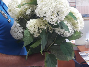 Žena si chtěla natrhat květiny v parku. Váza hortenzií jí může přijít až na 50 tisíc