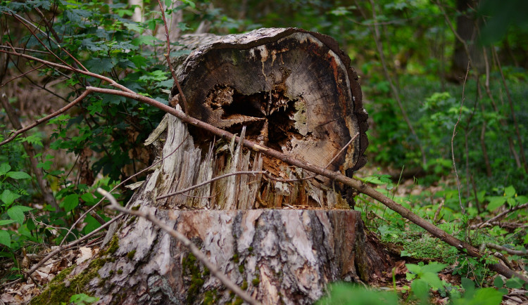 Jesenický park se dočká nové výsadby stromů
