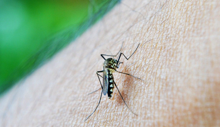 Obce na Litovelsku bojují s přemnoženými komáry. Pomoci by měl speciální postřik