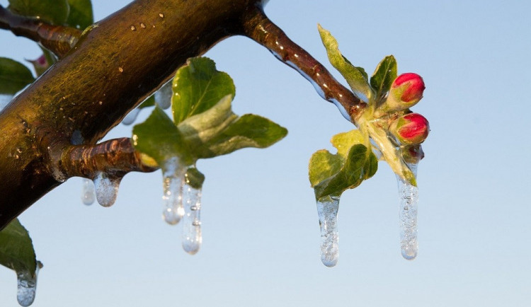 Za loňské mrazy dostanou ovocnáři od státu větší kompenzaci