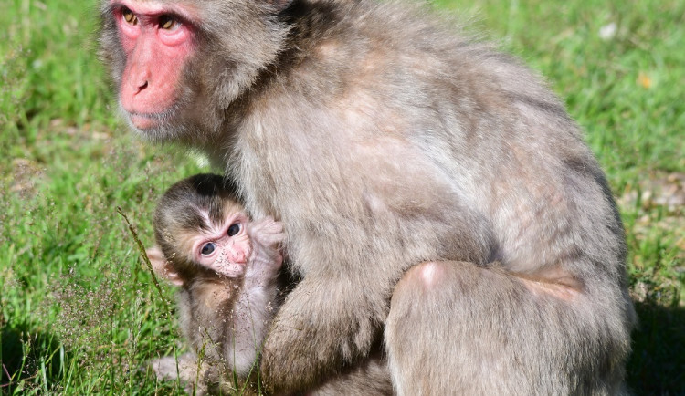 FOTO: V zoo Olomouc se narodilo další mládě makaka