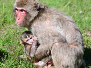 FOTO: V zoo Olomouc se narodilo další mládě makaka