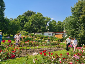 FOTO: Výstava růží v olomouckém Rozáriu o víkendu přivítala více než dva tisíce návštěvníků