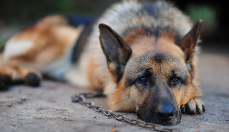 Olomouc vybrala nový útulek pro zatoulané psy