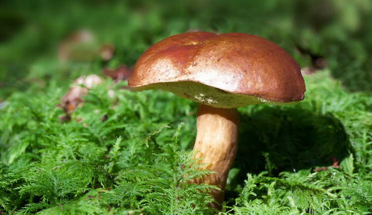 Vědci v olomouckých arcibiskupských lesích sbírají houby. Mapují díky nim kovy