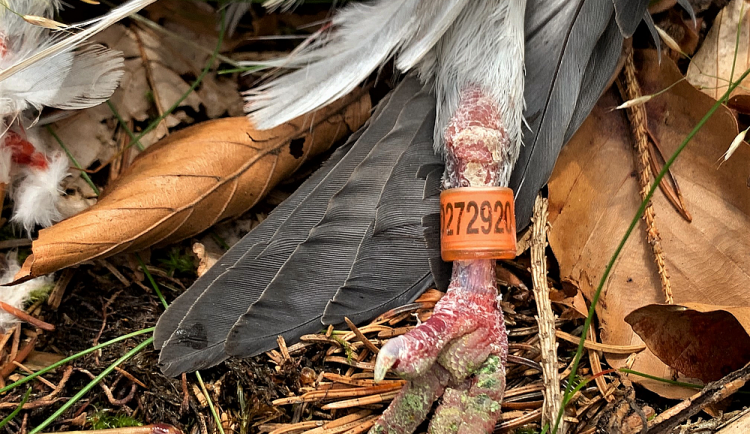 Ornitologové velmi ocení, pokud jim pošlete údaje z kroužku nalezeného mrtvého ptáka