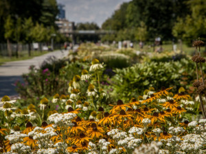 Letní Flora Olomouc láká návštěvníky na Zahradu za zdí