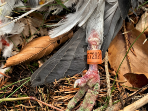 Ornitologové velmi ocení, pokud jim pošlete údaje z kroužku nalezeného mrtvého ptáka