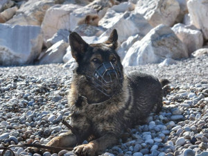 Policejní pes Xar vystopoval v porostu u dálnice řidiče, který kvůli pervitinu utekl před kontrolou