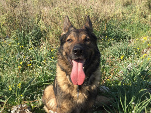 Policejní pes Xar vystopoval v porostu u dálnice řidiče, který kvůli pervitinu utekl před kontrolou