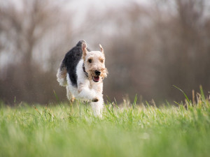 Žena se snažila odchytit cizího psa na vlastní zahradě. Ten se nedal a pokousal jí ruku