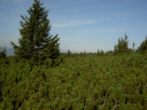 Dřevorubci v Jeseníkách vyřežou přes čtyři hektary nepůvodní borovice kleče