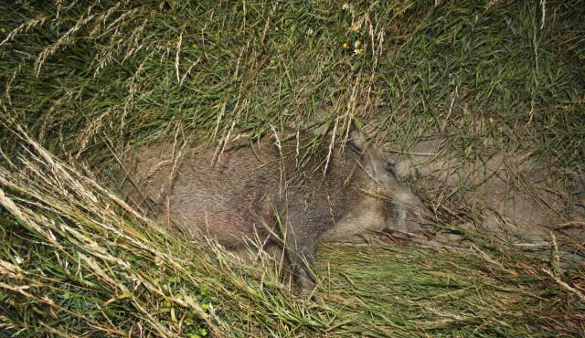 Řidič nad ránem srazil divoké prase. Zvíře vlivem nárazu uhynulo