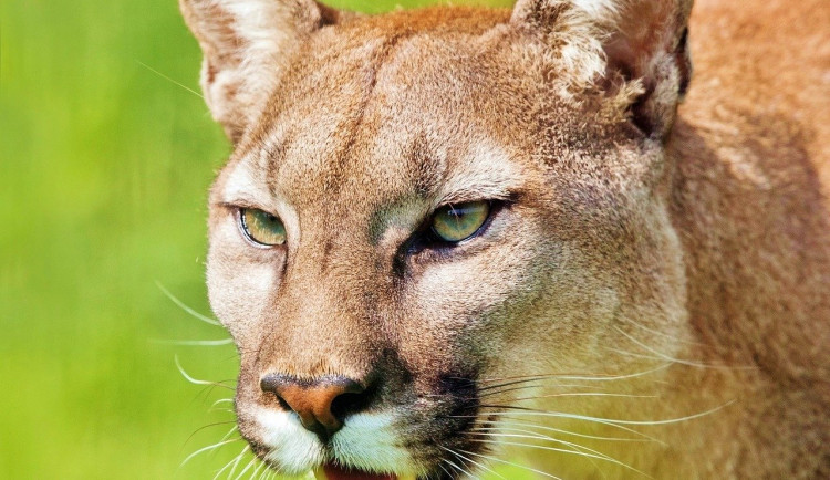 Policie zahájila trestní stíhání zástupce Faunaparku, ve kterém puma zranila tříleté dítě