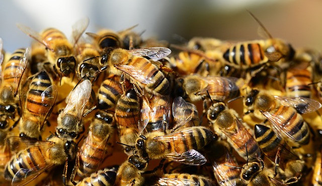 Kdy volat hasiče na roj včel nebo sršně? Mělo by jít jen o život ohrožující případy
