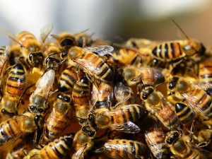 Kdy volat hasiče na roj včel nebo sršně? Mělo by jít jen o život ohrožující případy