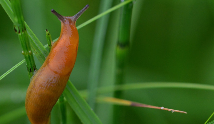 Deštivé počasí letos přeje slimákům. Ze zahrad je pomůžou dostat hlístice