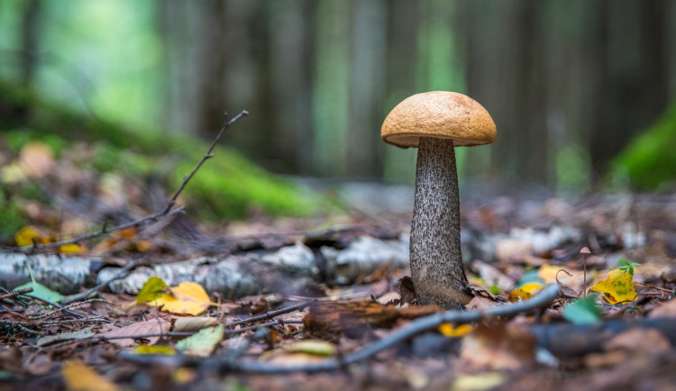 Houby navzdory dešťům a vysokým teplotám zatím tolik nerostou