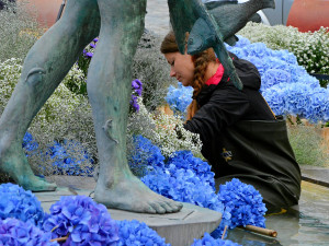 FOTO: Po Sloupu Nejsvětější Trojice vykvetla i vedlejší Arionova kašna. Tentokrát bílými a modrými květy