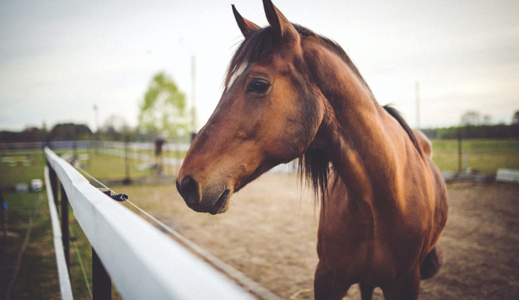 Jezdecký areál na Lazcích bude o víkendu patřit výstavě koní a poníků. Proběhne také Moravský šampionát