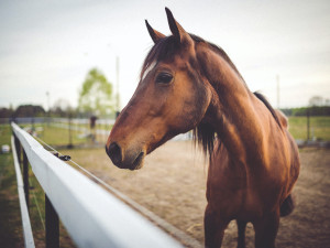 Jezdecký areál na Lazcích bude o víkendu patřit výstavě koní a poníků. Proběhne také Moravský šampionát