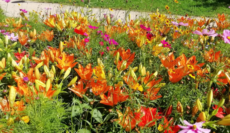 Olomouc rozkvétá. V centru květinová výzdoba, v parcích atraktivní záhony letniček