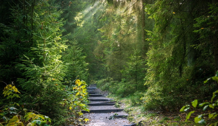 Horké léto vybízí k návštěvám lesa. Jaká v něm platí pravidla chování?