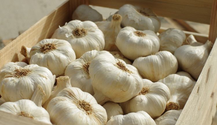 Zemědělci neznámý zloděj ukradl půl tuny česneku