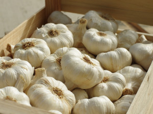 Zemědělci neznámý zloděj ukradl půl tuny česneku