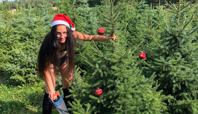 U Prostějova se začínají prodávat vánoční stromky. V prosinci ho zákazníkovi dovezou až domů
