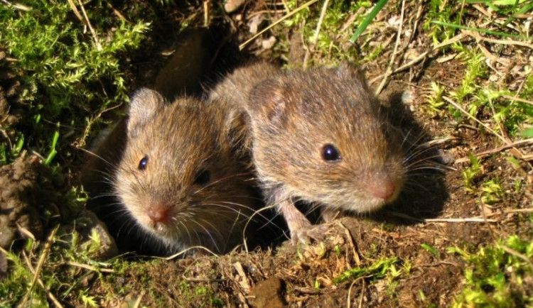 Jed Stutox má malý vliv na úbytek hrabošů, tvrdí vědci
