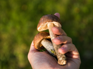 Každoročně se houbami otráví desítky lidí, přitom stačí dodržet pár pravidel