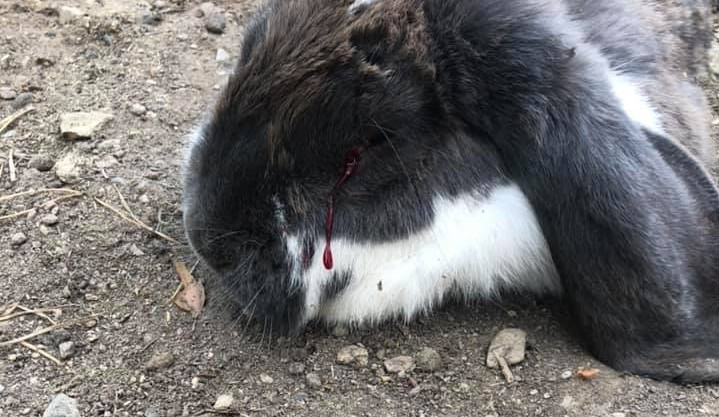 Týrání králíků v olomoucké zoo? Ředitel zahrady pochybení odmítá