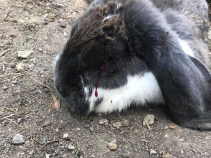Týrání králíků v olomoucké zoo? Ředitel zahrady pochybení odmítá