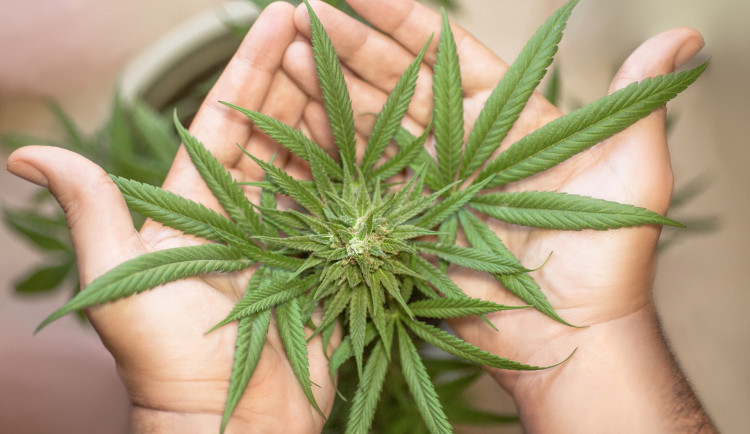 Pěstitel zavolal policii, protože mu zloděj ukradl konopí. Trest můžou mít oba