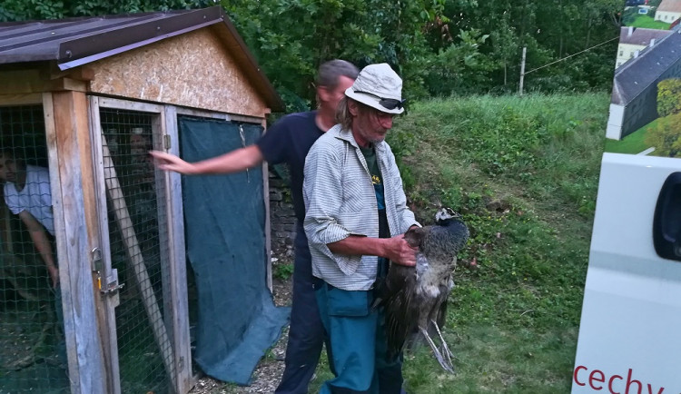 Paví rodinka ze zámku Čechy pod Kosířem se vrátila zpět domů do ZOO Olomouc