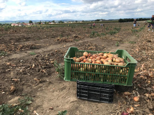 U Olomouce začal samosběr zeleniny za pár korun. Sbírat se bude až do konce září