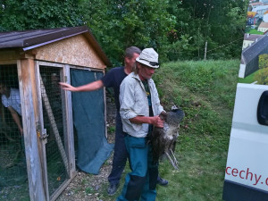 Paví rodinka ze zámku Čechy pod Kosířem se vrátila zpět domů do ZOO Olomouc